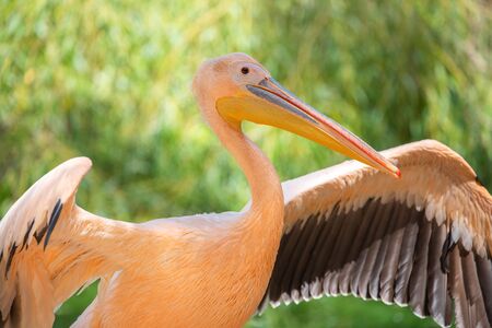 White pelican, Pelecanus onocrotalusの写真素材
