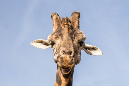 Giraffe head picture, front viewの写真素材