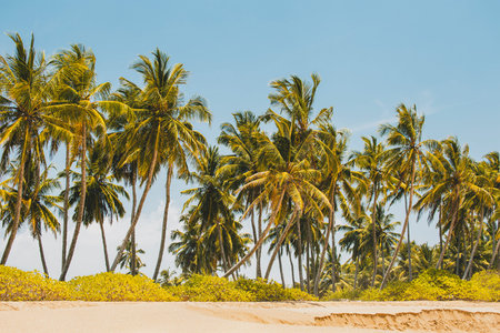 Palm trees on the sandy beach. Summer topical background