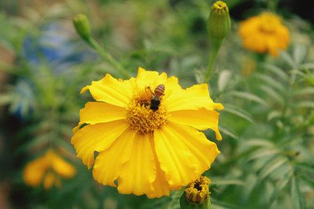 This is a flower of marigold.