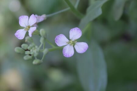 This is the flower of the radish tree.の写真素材