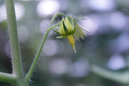 It's a tomato flower.の写真素材