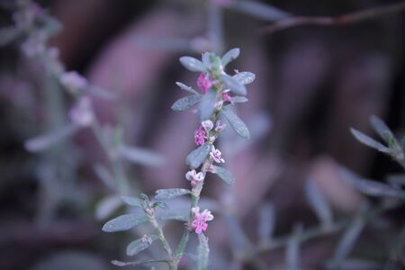 It's a grass flower's stock photo image.の写真素材