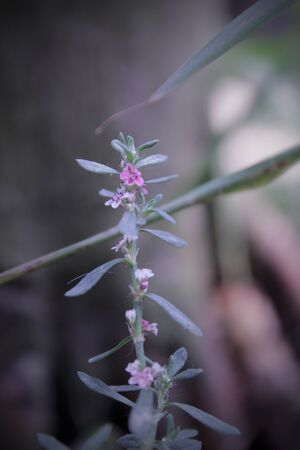 It's a grass flower's.の写真素材