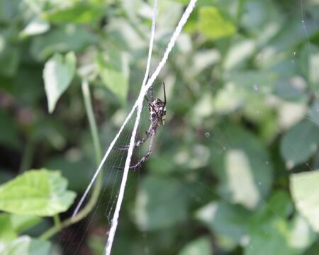 It's a spider sitting on the web.の写真素材