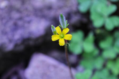 It's a grass flower blooming in the garden.の写真素材