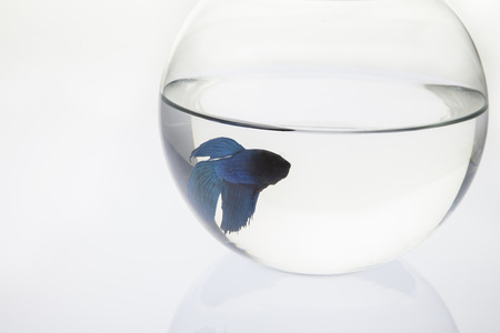 Fighter Fish in a Bowlの写真素材