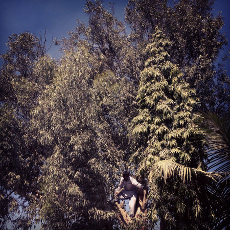 Lumberjack on top of a tree