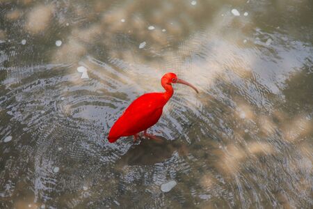 Scarlet Ibis exotic birdの写真素材