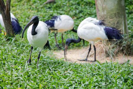Sacred Ibis, Fresh water birdsの写真素材