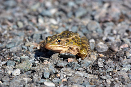 Frog on pebbles