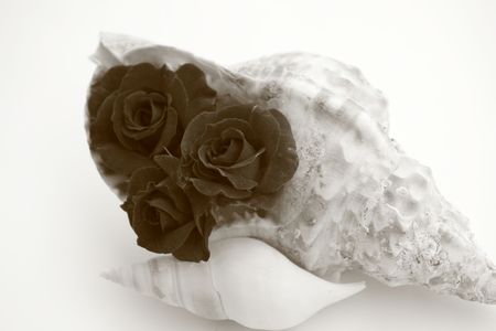 Roses black and white with murexの写真素材