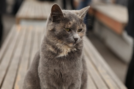 Serious gray catの写真素材