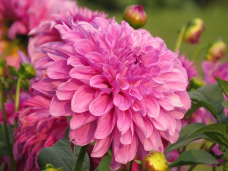 Pink Dahlia flower with gardenの写真素材