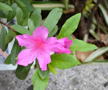 Close up look of pink flowerの写真素材