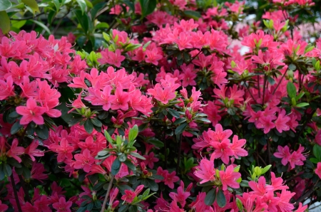 Pink flowers in the gardenの写真素材