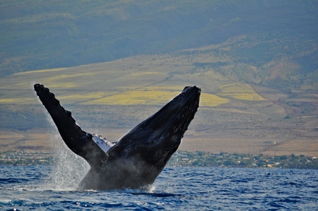 Breaching Humpback Whaleの写真素材