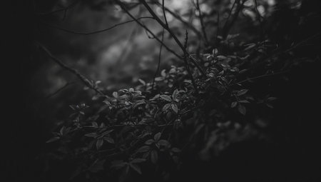 Black and white photo of a bush with leaves in the forest.の素材
