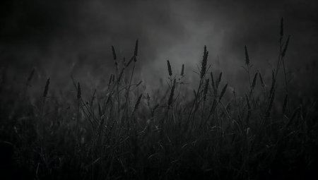 Silhouette of grass in the fog. Black and white photo.の素材