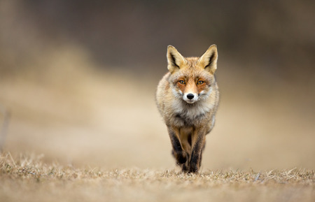 Red fox Red fox