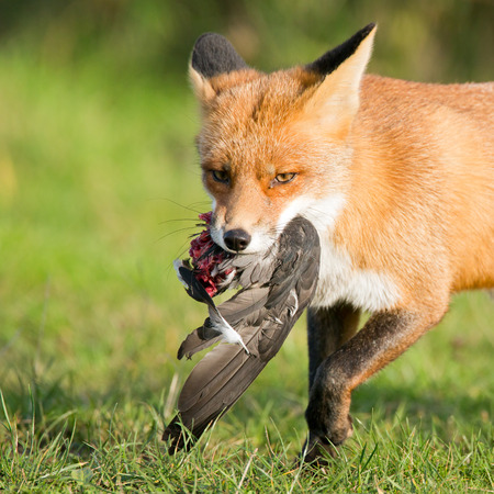 Red Fox with a prey の写真素材