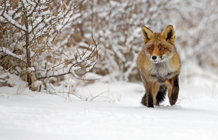 Red Fox standing in de the snow