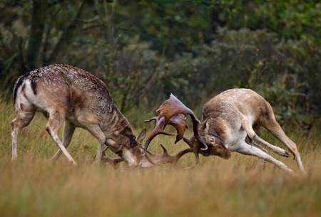 Fallow deer fighting during the rutting seasonの写真素材