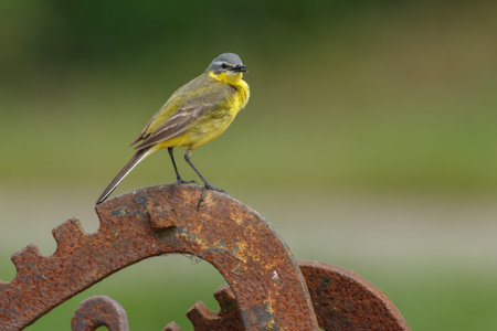Yellow Wagtail on Dutch tulipsの写真素材