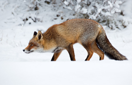 Red fox in wintertimeの写真素材