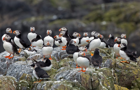 Large group of puffins