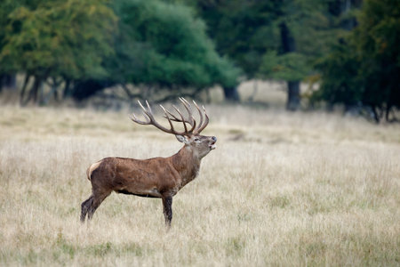 Red deer in mating seasonの写真素材