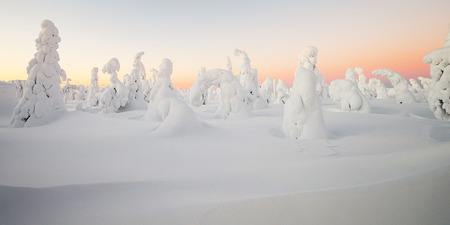 Snow covered trees at lapland Finland in morning sunsetの写真素材