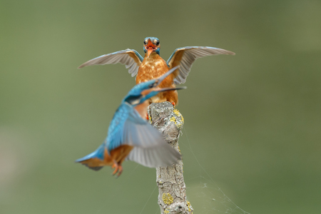 Angry with kingfisher and wingsの写真素材