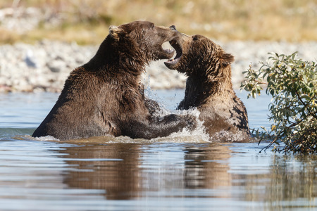 Two brown bears fightingの写真素材