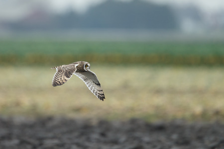 Short eared owl in flightの写真素材