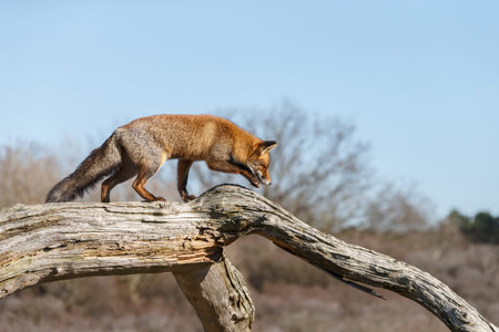 Red fox in nature on a dead tree
