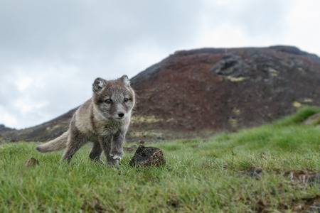 Arctic fox cub in natureの写真素材