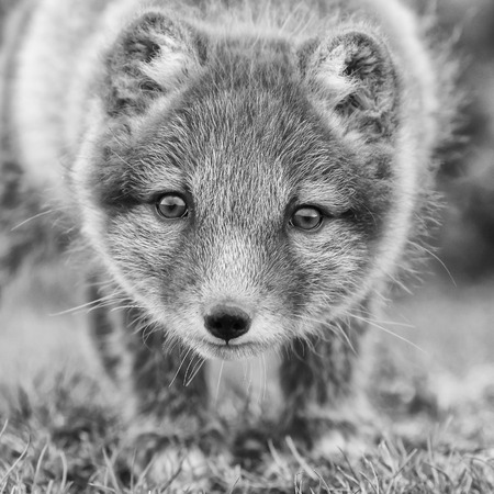Arctic fox cub in natureの写真素材