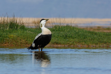 alone, beach, cliff, clouds, coast, colorful, discover, driftwood, europe, fjord, guide, hiking, iceland, island, lines, nature, pass, point, poster, pur, raudasandur, raudisandur, red, reflection, russia, sands, shell, streaching, summer, time, travel, tの写真素材