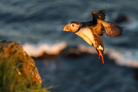 Puffin in flight in the colors of the midnight sunの写真素材