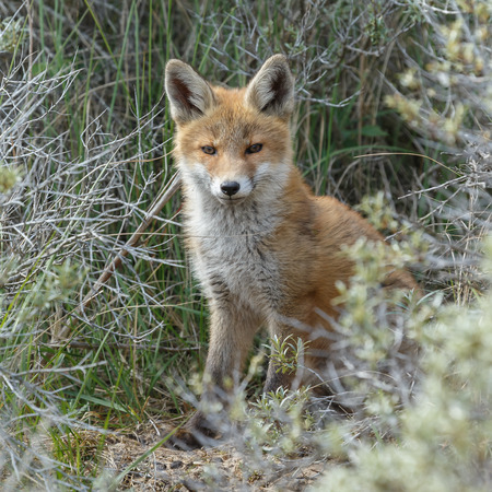 Red fox cub in natureの写真素材