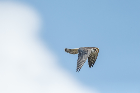 Red-footed falcon in flight hunting for dragonflyの写真素材