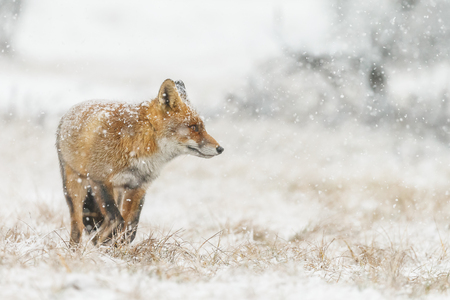 Red fox in a winter landscape, during first snowfall at the Dutch dunesの写真素材