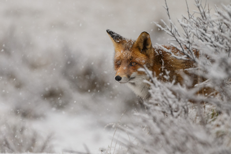 Red fox in a winter landscape, during first snowfall at the Dutch dunesの写真素材