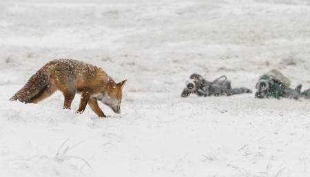 Red fox in a winter landscape, during first snowfall at the Dutch dunesの写真素材