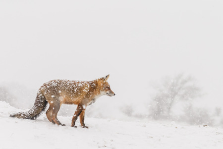 Red fox in a winter landscape, during first snowfall at the Dutch dunesの写真素材