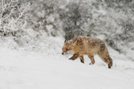 Red fox in a winter landscape, during first snowfall at the Dutch dunesの写真素材