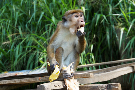 Monkey eating bananaの写真素材