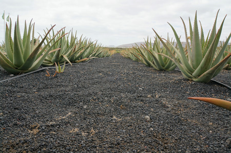 Aloe Vera Farmの写真素材