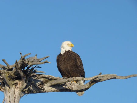 An Alaskan bald eagle (Haliaeetus leucocephalus) sitting proudly on a wooden branch against a bright...